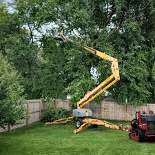 How Our Tree Care Process Works  in Dovesville, SC